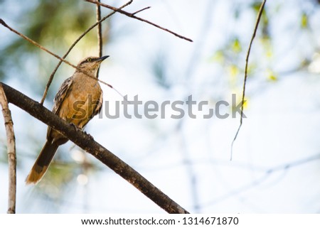 Mimus saturninus (chalk-browed mockingbird / Sabiá do campo) Bird from brazilian areas between cerrado fields and rainforest in its natural habitat and wildlife behaviours, perched on a branch