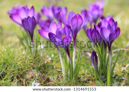 Spring flowers in the garden Royalty-Free Stock Photo #1314691553