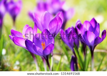 Spring flowers in the garden Royalty-Free Stock Photo #1314691568