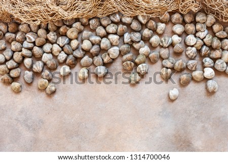 Fresh raw Surf clam chamelea gallina and fishnet. Top view, close up on sand concrete background