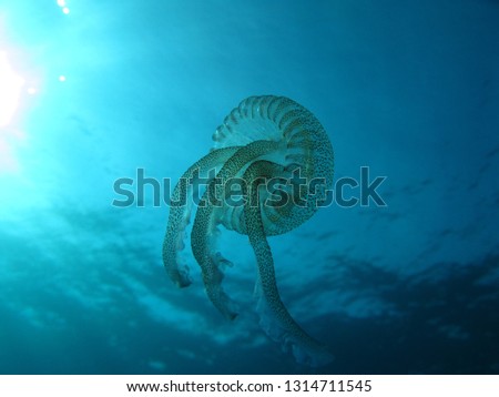 underwater picture of a jellyfish taken from below, looking up towards the surface