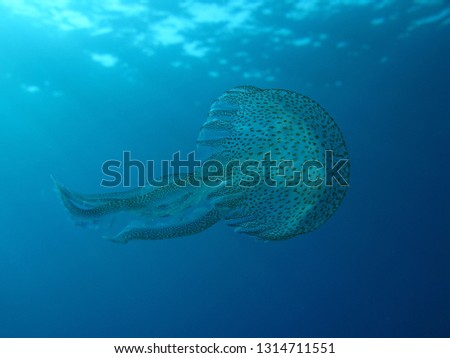 underwater picture of a jellyfish
