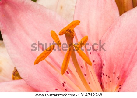 colorful pink beautiful lily flower close-up 