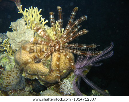 Underwater picture of colorful feather stars feeding on a coral reef in the Red Sea