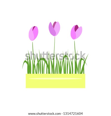 Flat spring flowers in a yellow pot. Tulips grow - vector