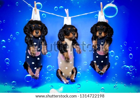 Three puppy hanging on primako, in soap bubbles