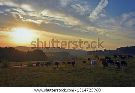 Sunrise with cows