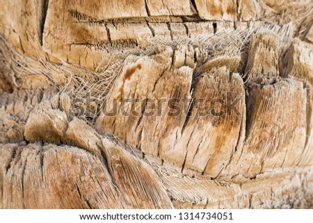 Dry palm tree trunk texture, close-up.