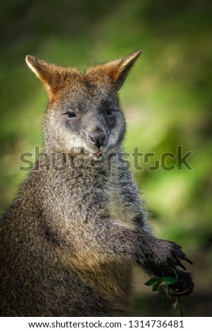 Swamp wallaby or black wallaby (wallabia bicolor). close up portrait eating leaves in Queensland, Australia.