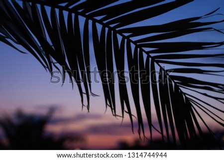 Silhouette of palm branch on sunset background. Summer time.
