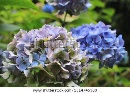 Close up picture of Blue and Purple Hydrangea Flowers in summer Queen Elizabeth Park in Canada. 