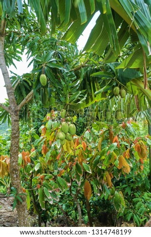 Mango tree and fruits