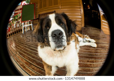 St Bernard dog, fish eye lens. cute and lovely dog. giant dog. wooden floor. 