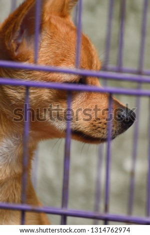 Close-up sad expression face of dog in an iron cage. Chihuahua small pure breed dog. Violence against animals campaign background.