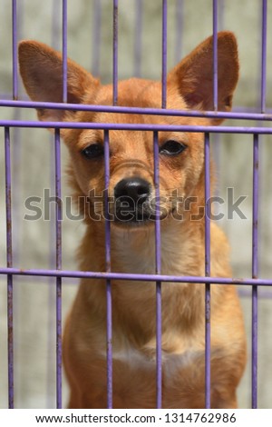 Close-up sad expression face of dog in an iron cage. Chihuahua small pure breed dog. Violence against animals campaign background.