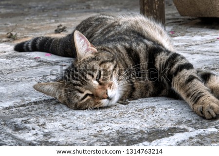 Lazy brown striped cat sleeping on the stone floor outside