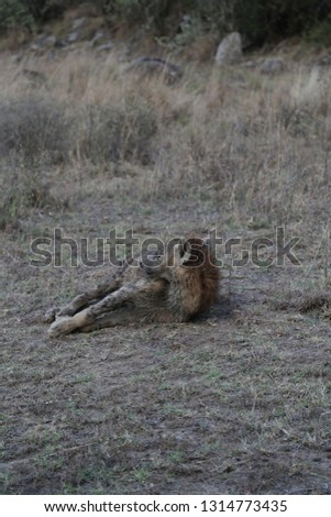 hyena kenya safari africa