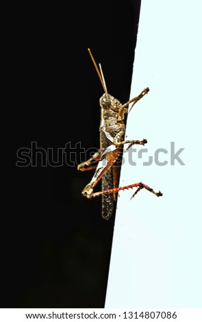Beautiful grasshopper pictures