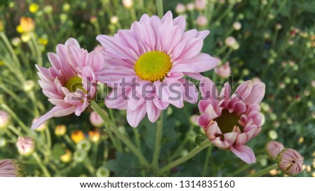 Pink chrysanthemum in the garden