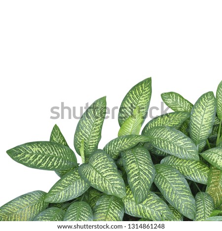 Close up of green tropical leaf isolated on white background, selective focus. Clipping path included.