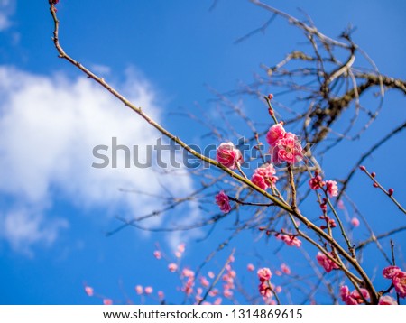 Red plum (ume) blossoms in an early spring day in the park of Izu, shizuoka, Japan