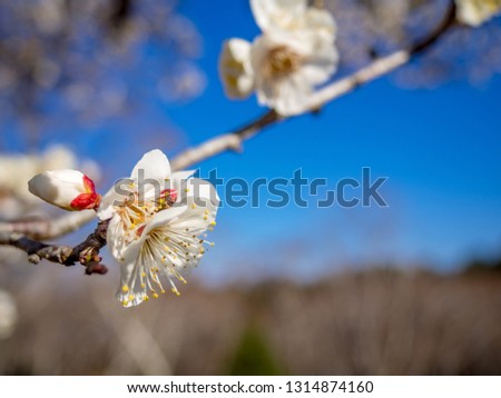 White plum (ume) blossoms in an early spring day in the park of Izu, shizuoka, Japan