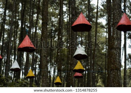 cone hats hang between shady pine forests - Image
