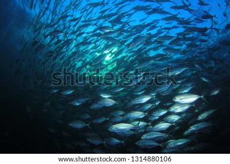 Tuna fish underwater 