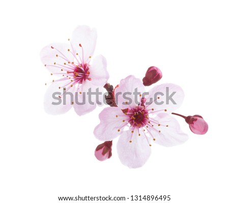 Close-up  of Plum blossoms isolated on white background. Royalty-Free Stock Photo #1314896495