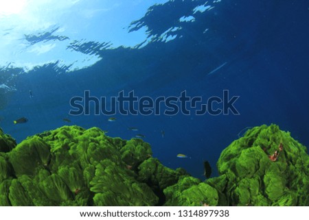 Green Seaweed, blue water and fish  