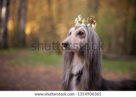 Dog in the crown  afghan hounds. In royal clothes on a natural background. Dog lord  or prince, dog power theme Royalty-Free Stock Photo #1314906365
