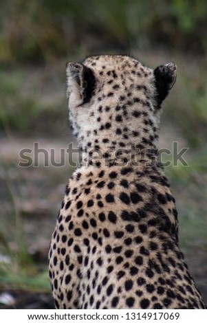 African Safari: a beautiful cheetah in the african bush; picture from behind