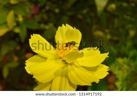 Close-Up Of yellow Flowering Plant In the garden.