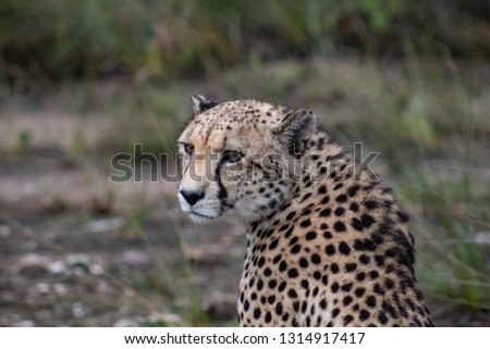 Beautiful cheetah in the african bush, profile picture,