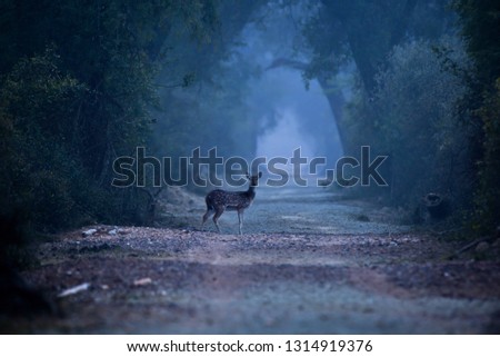 Deer crossing Keoladeo National Park Bharatpur