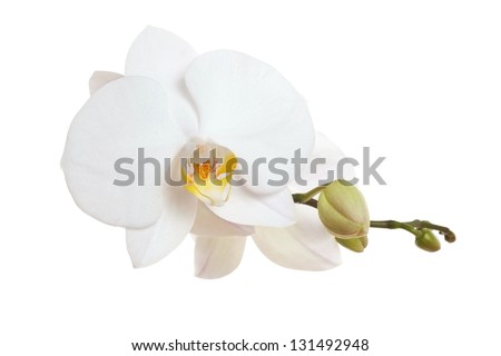 White Orchid closeup Royalty-Free Stock Photo #131492948