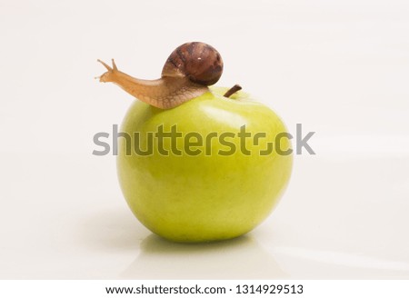 Achatina snail on apple close up macro shot on white background