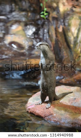 Brown otter standing and looking away from the camera