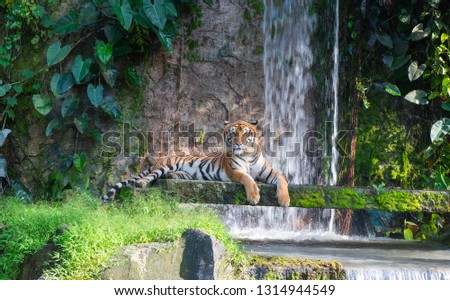 Tiger in zoo , Thailand 