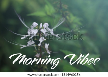 Concept image with word Morning Vibes with beautiful flower in nature background