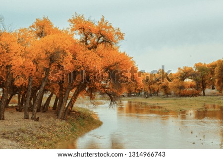 Populus in the autumn. Taken on the Populus euphratica scenic area in Ejina, Inner Mongolia, China.