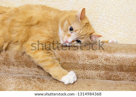 Large portrait of a sad cat. Red cat lying and sad
