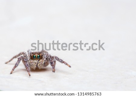 Macro of beautiful brown jumping spider isolated on white background, wildlife concept