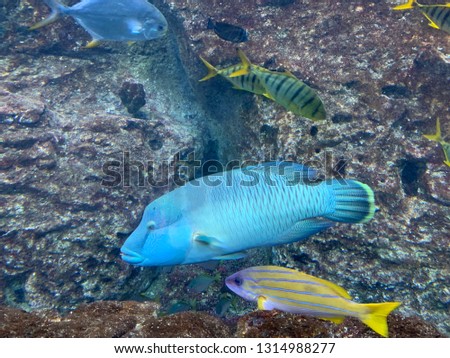 Colorful marine fish in coral aquarium tank