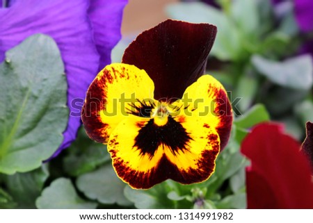 One maroon yellow pansy cultivar flower close up
