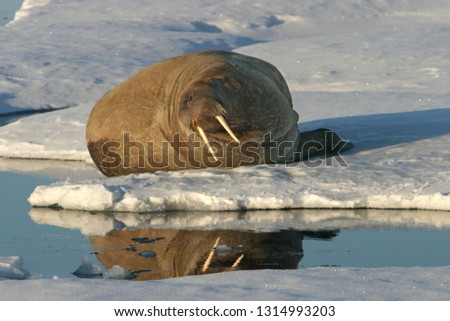 Walrus in arctic sea
