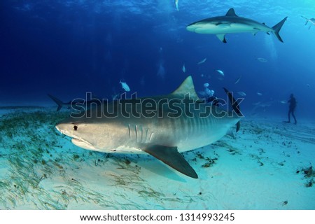 Tiger Shark (Galeocerdo cuvier) Swimming by Closely, with Caribbean Reef Shark above. Tiger Beach, Bahamas