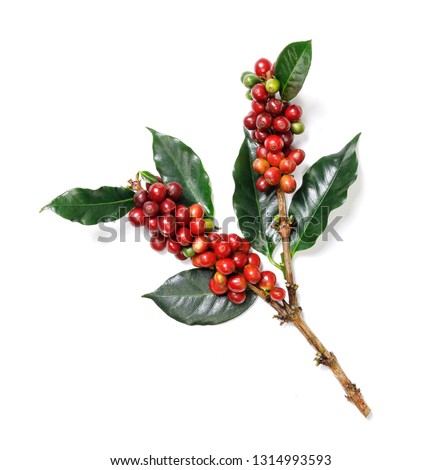 Organic Coffee Beans with Coffee Leaves isolated on white background Royalty-Free Stock Photo #1314993593
