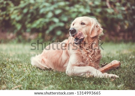 Cute golden retriever playing / eating with bone consists of some pork skin on the huge garden, looking happy (color toned image)