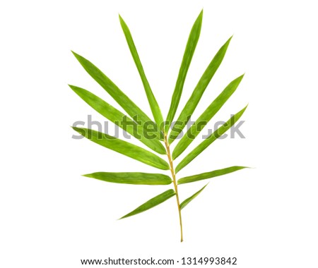 bamboo leaves isolated white background